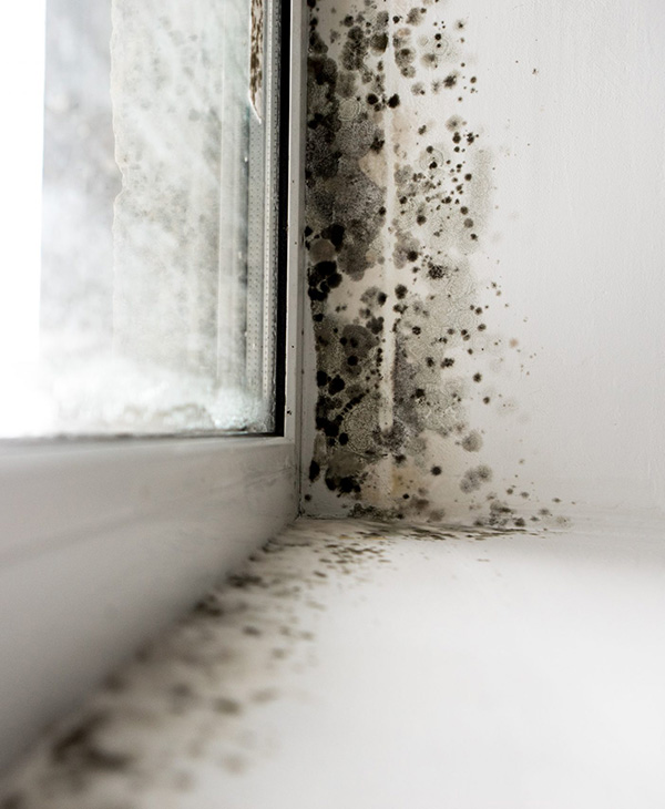 Florida Hurricane Mold Damage